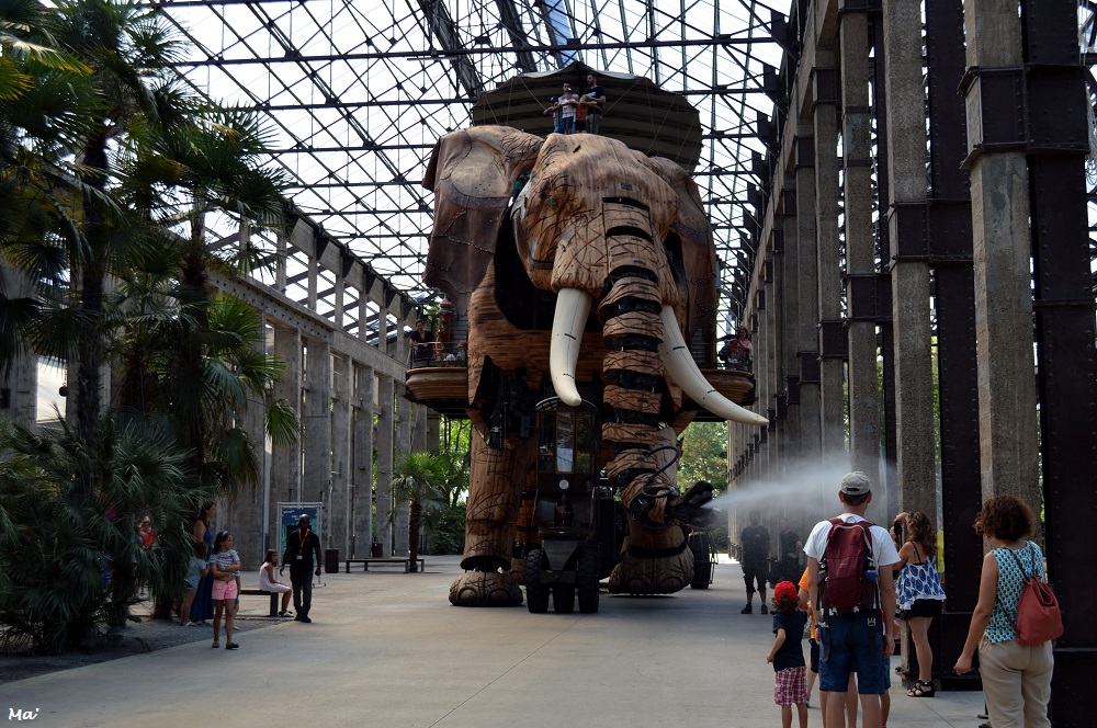 190802_Ntes_elephant