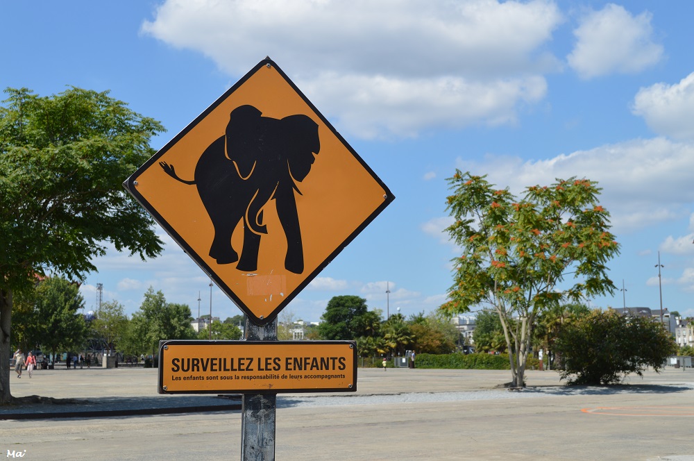 190802_Ntes_elephant_3