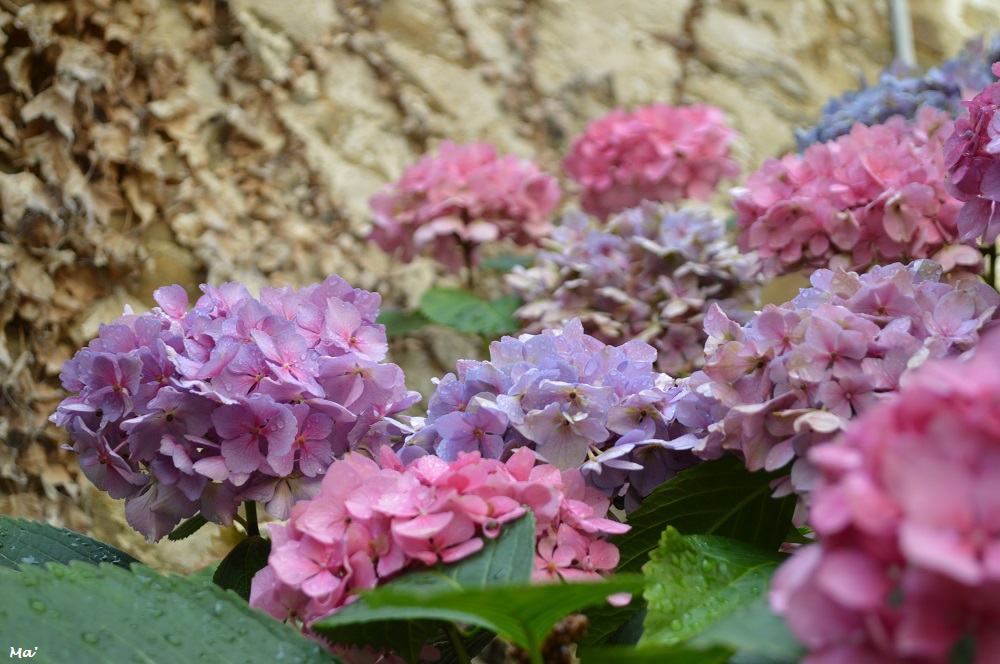 190817_hortensias