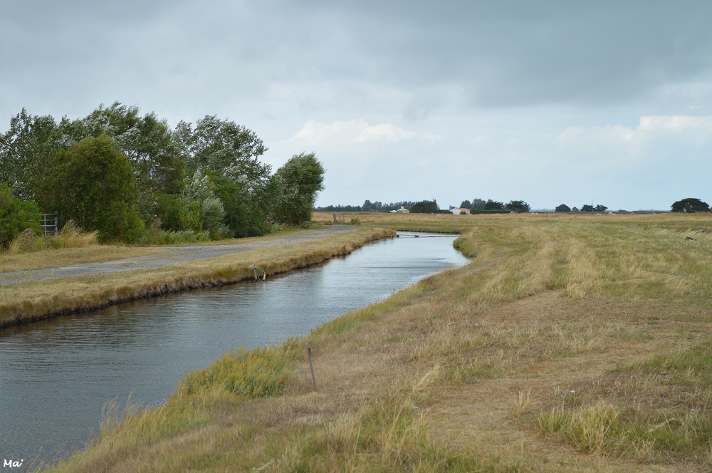 190729_marais_salant_1