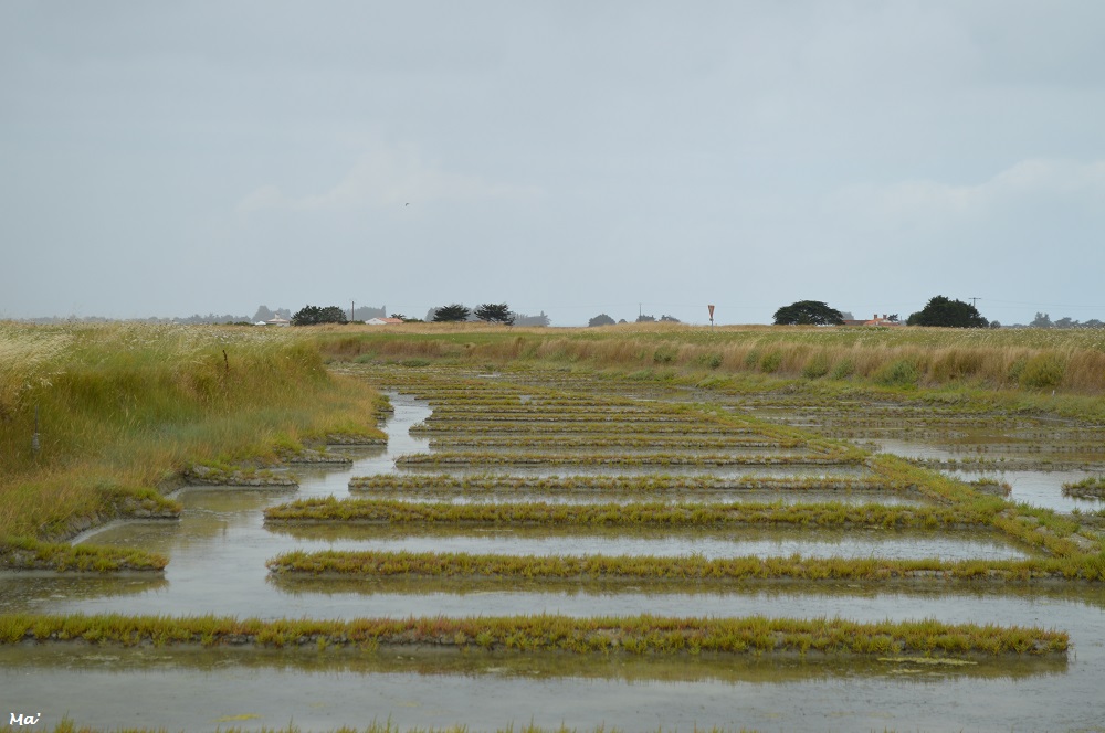 190729_marais_salant_2