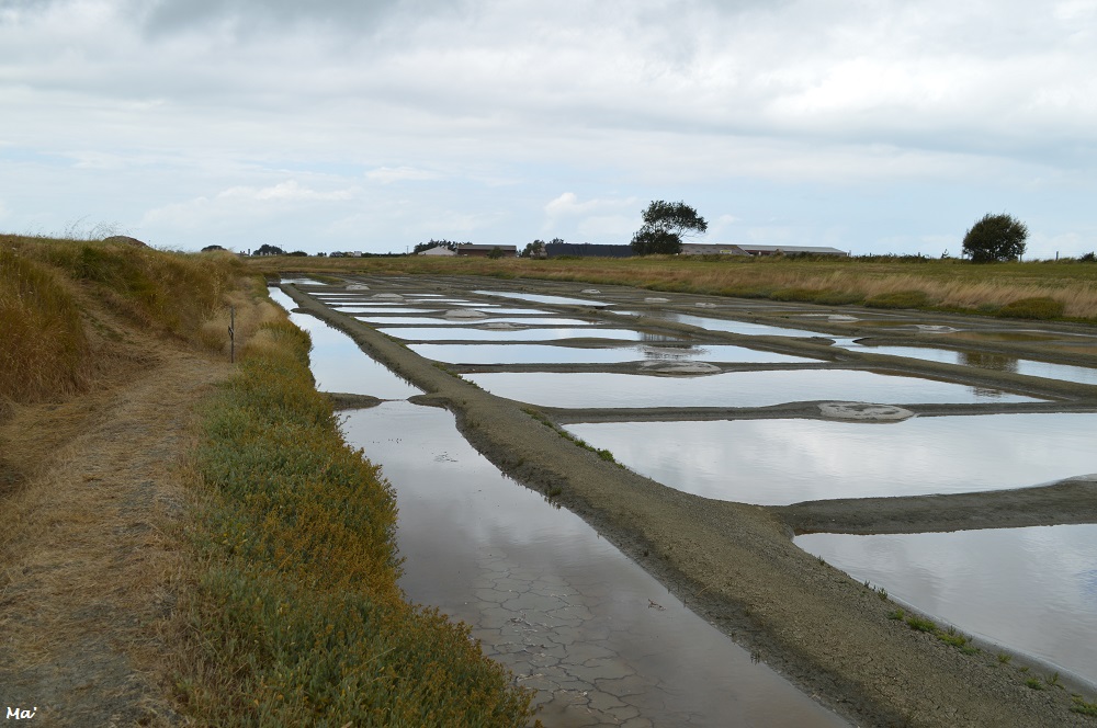 190729_marais_salant_3