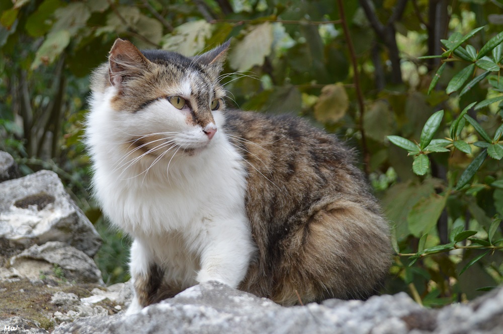 190921_St_Nazaire_chat