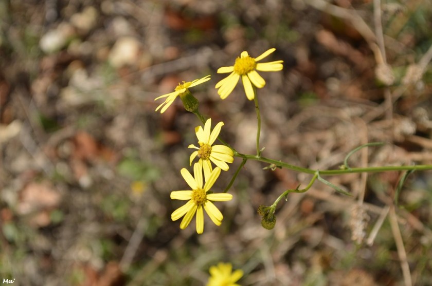 191005_PArc_Eolien_Marsanne_x