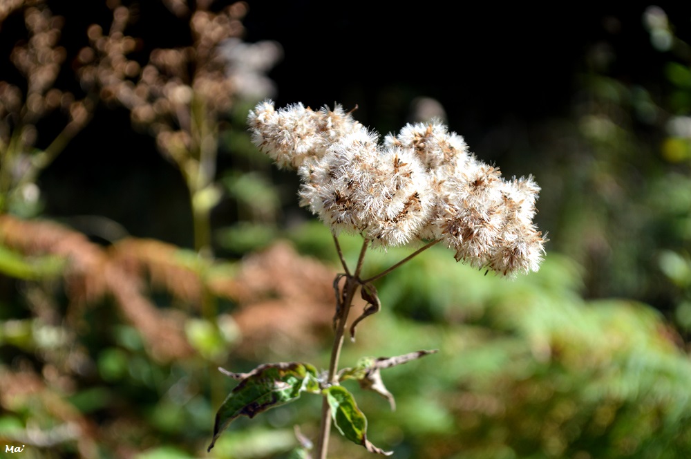 191005_PArc_Eolien_Marsanne_xx