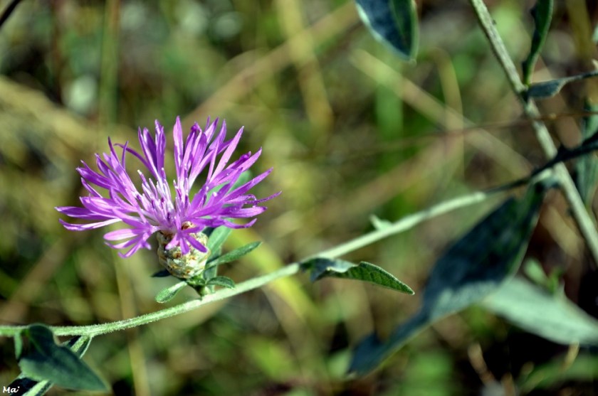 191005_PArc_Eolien_Marsanne_xxx