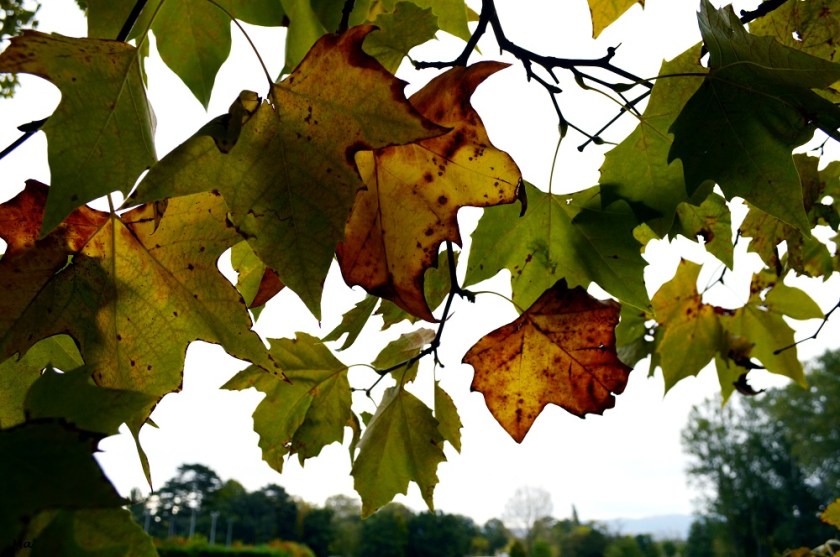 191012_parc_Lorient_3