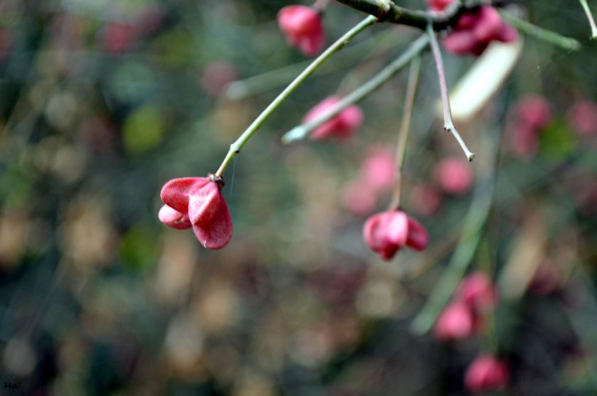 191012_parc_Lorient_5