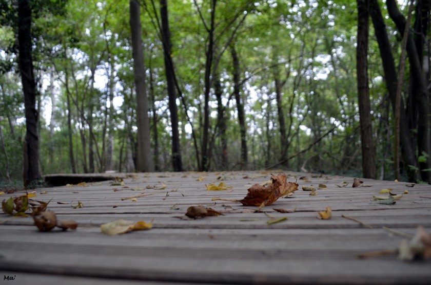 191012_parc_Lorient_6