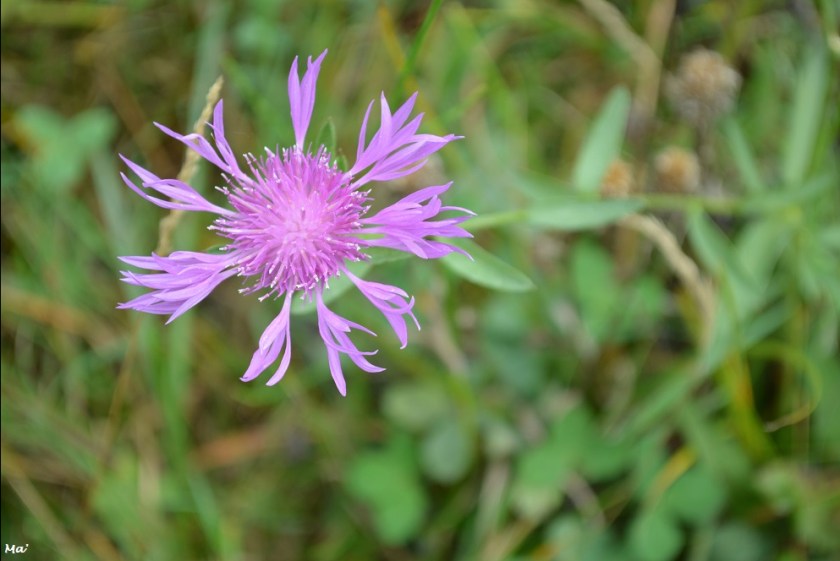 191012_parc_Lorient_7