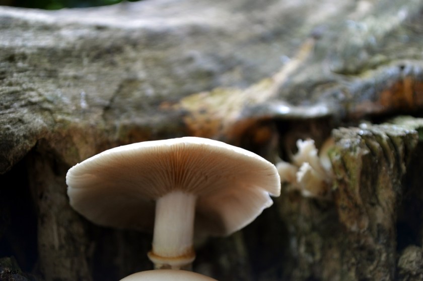 191012_parc_Lorient_8