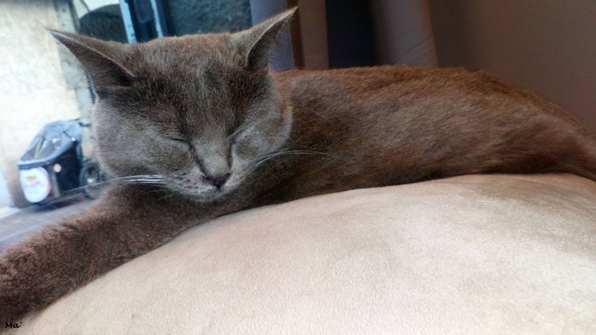 191026_Bruno_Neko_Cafe_Grenoble