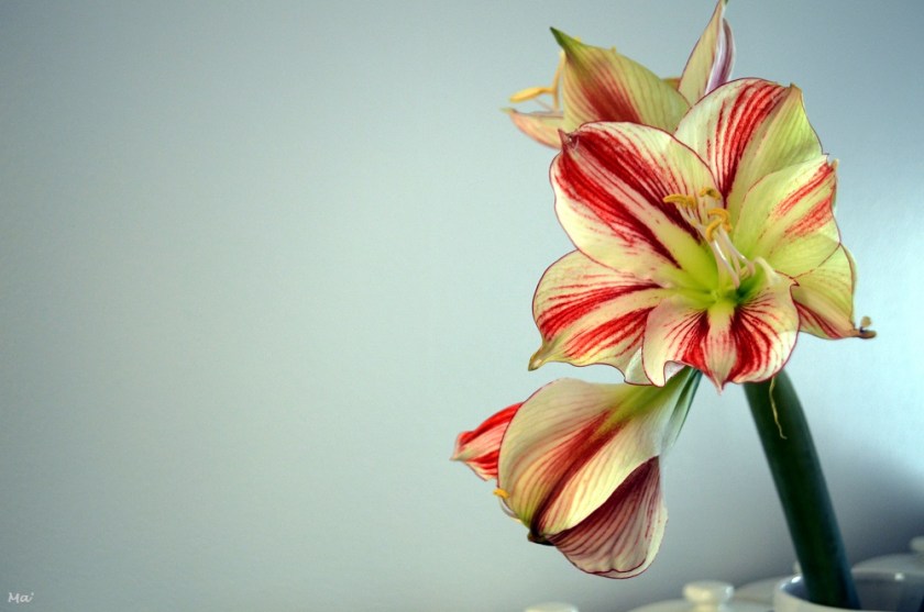 191120_amaryllis_1