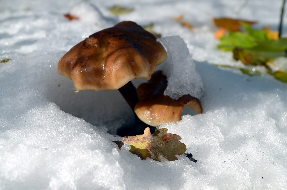 191116_rives_Veore_5