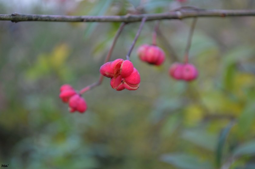 191214_ramieres_Drome_3