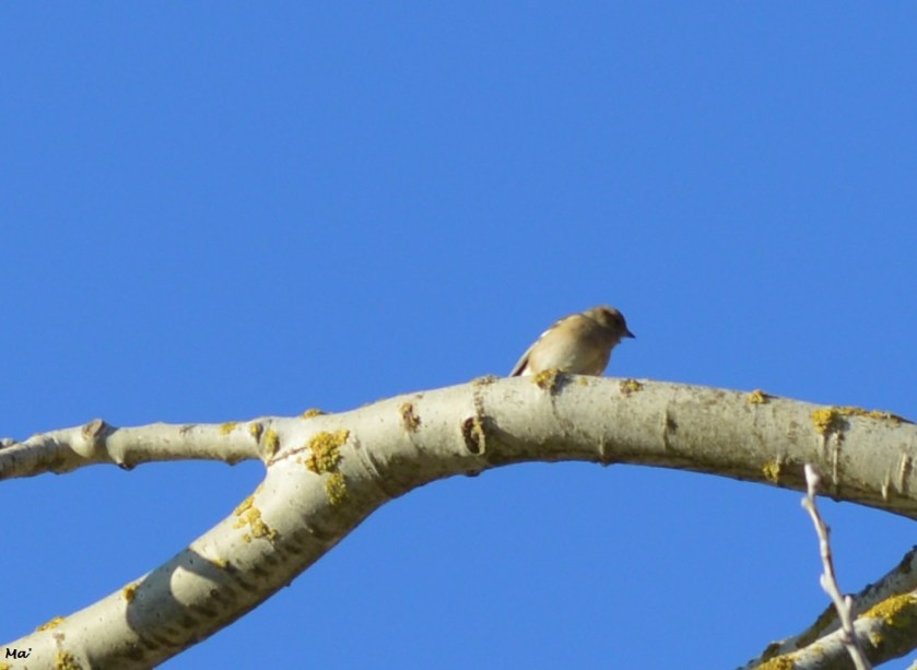 200105_sentier_2_renards_3