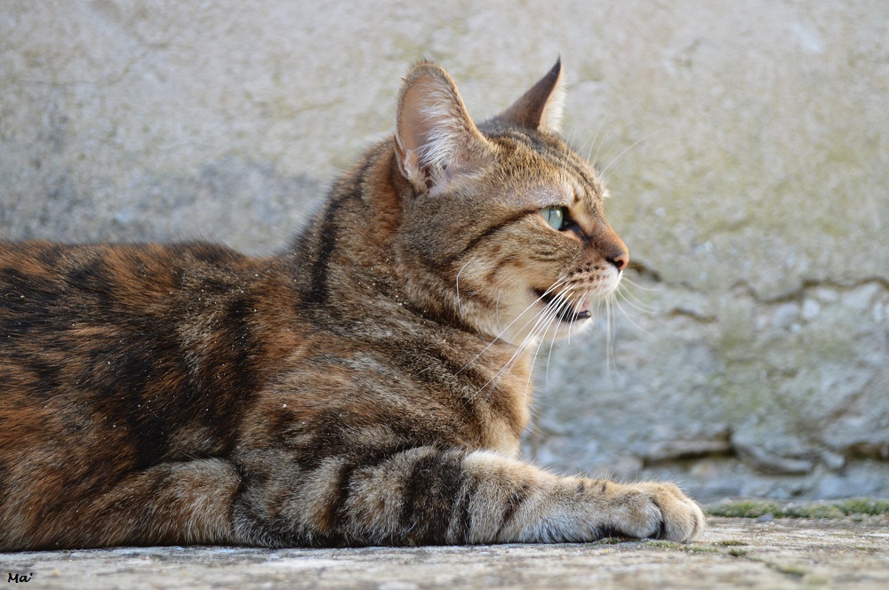 200208_montvendre_chat_2