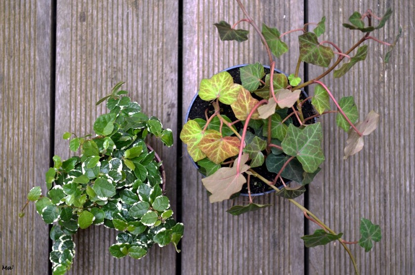 200215_plantes_maison_bouture