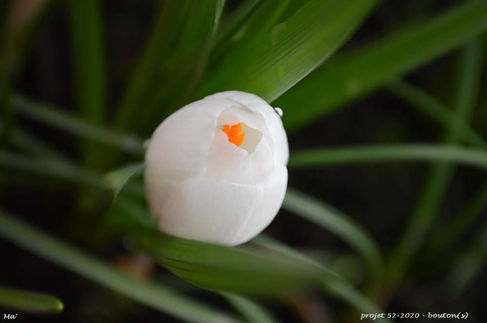 52-2020_S05_bouton-s-