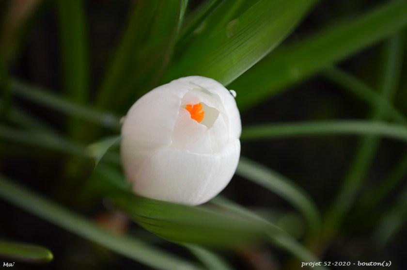 52-2020_S05_bouton-s-