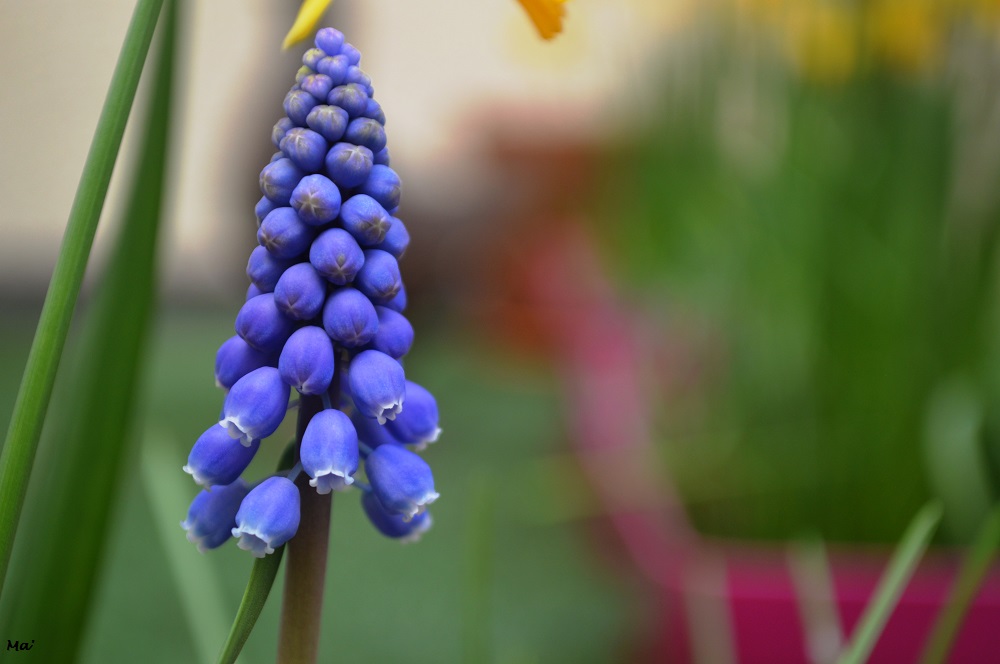 200228_muscari