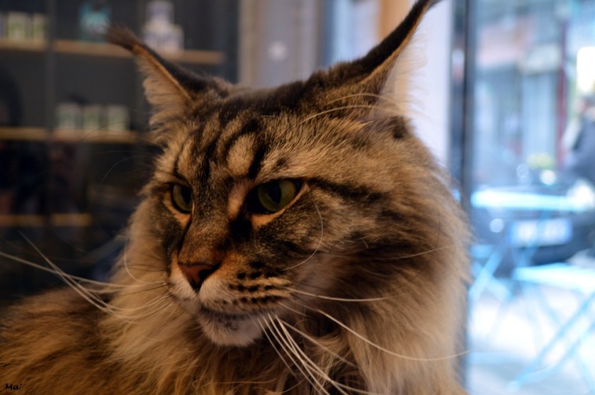 200229_Grenoble_Neko_Cafe_1