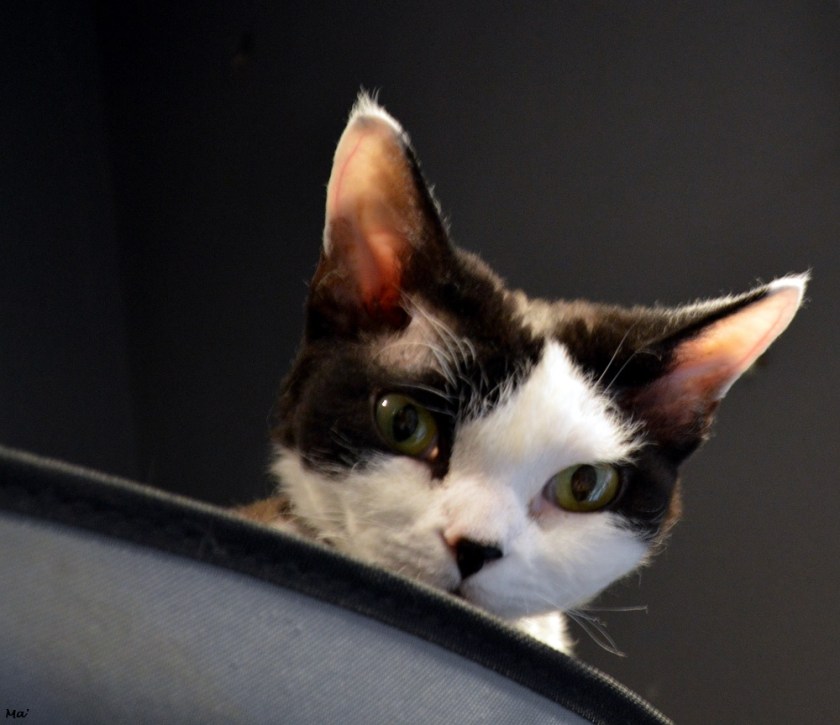 200229_Grenoble_Neko_Cafe_2