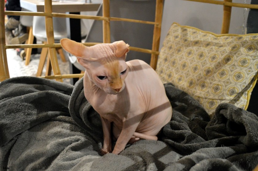 200229_Grenoble_Neko_Cafe_3