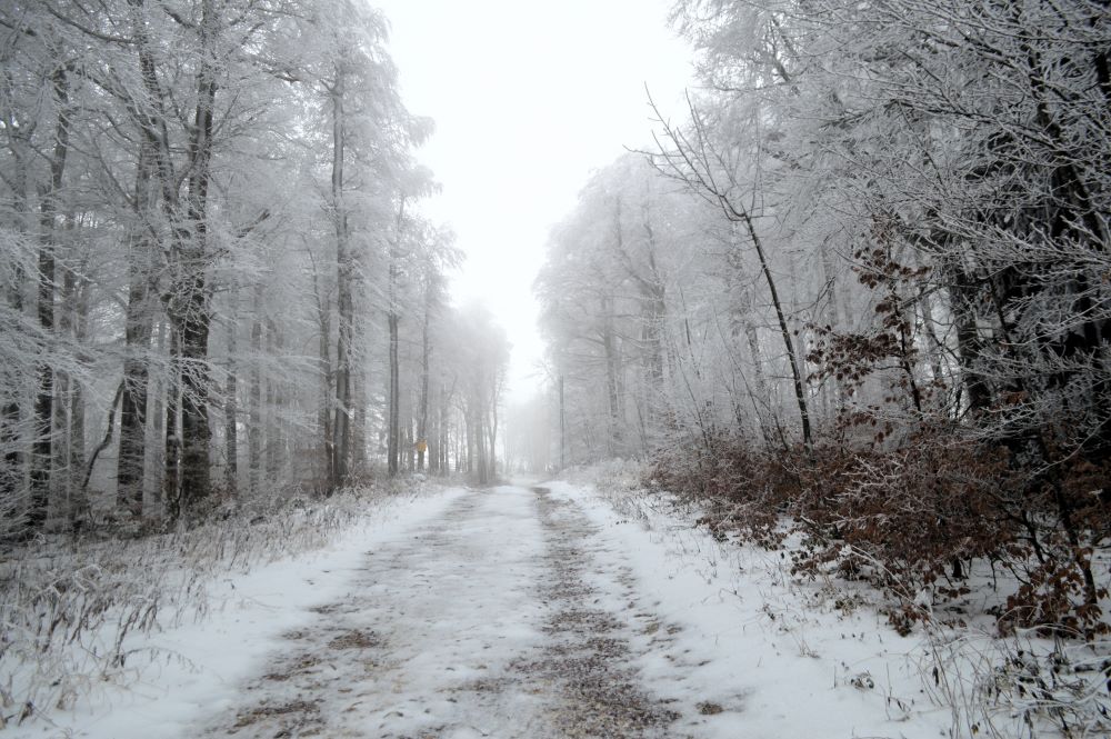 un chemin dans une forêt enneigée