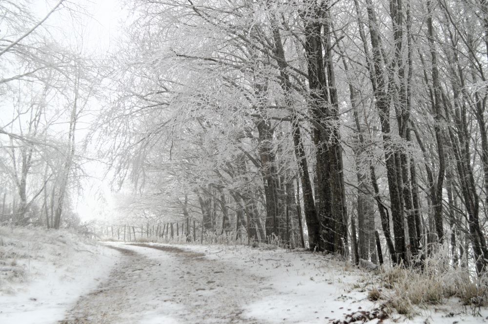 un chemin dans une forêt enneigée