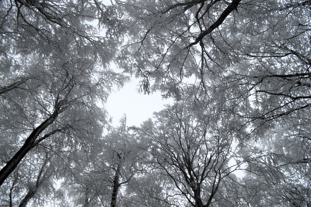 des cimes d'arbres givrées