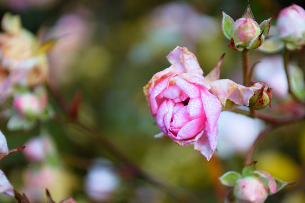 rose en train de faner
