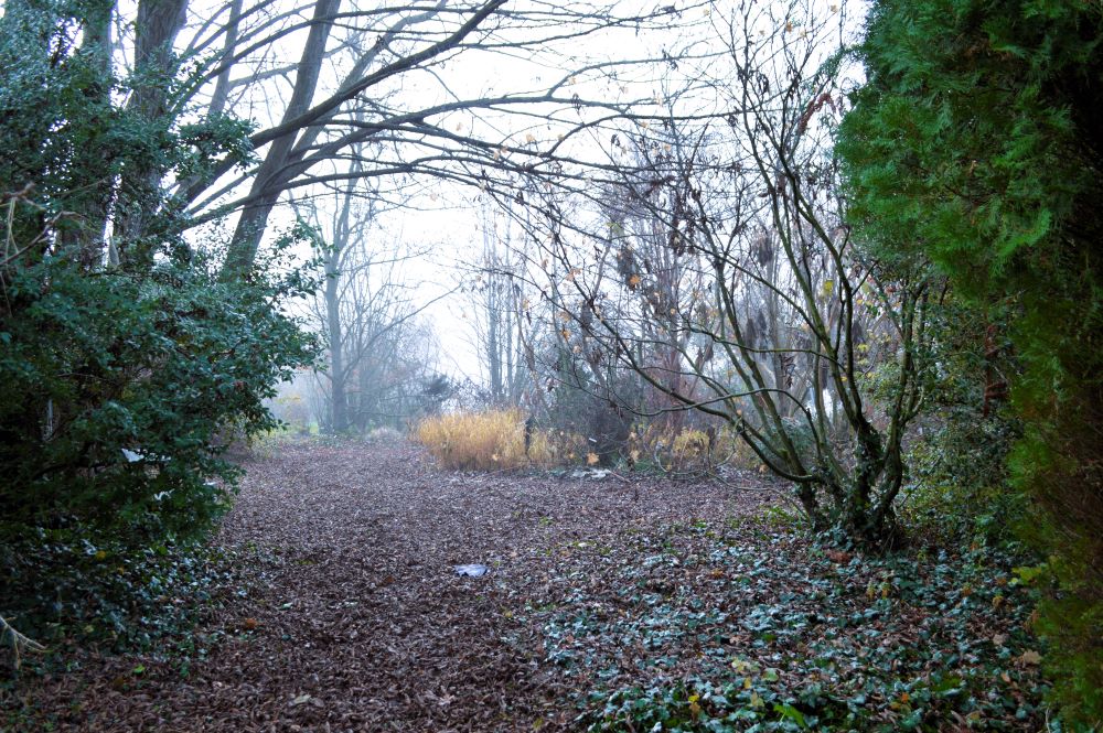 un chemin dans la forêt par temps de brouillard
