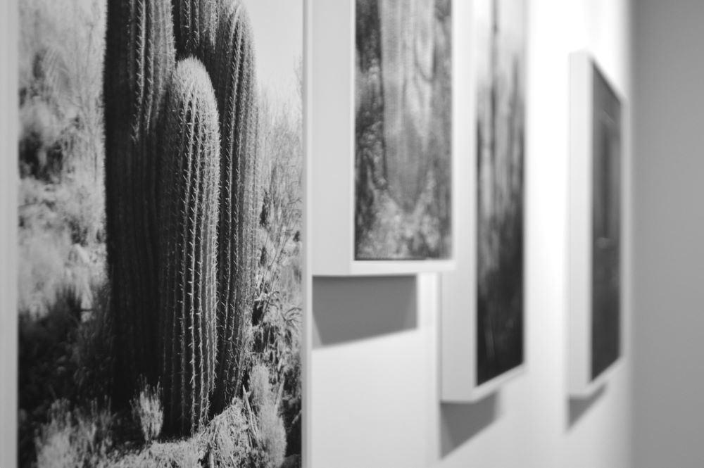 photographies de cactus par Julien Lombardi dans le désert mexicain