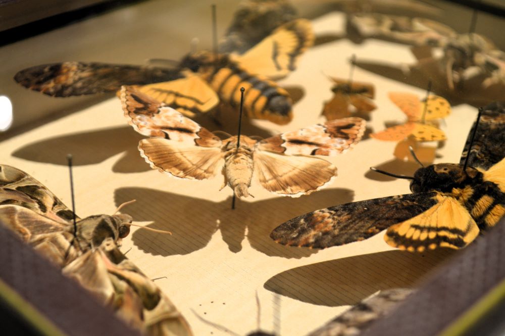 boite de papillons épinglés