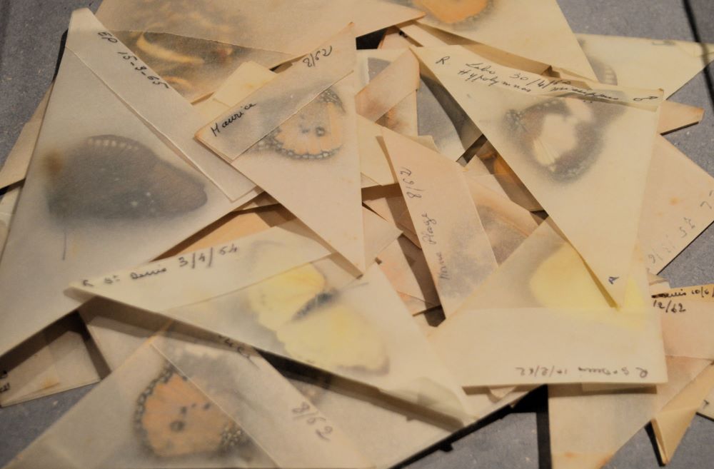 sachets en papier contenant des spécimens de papillons