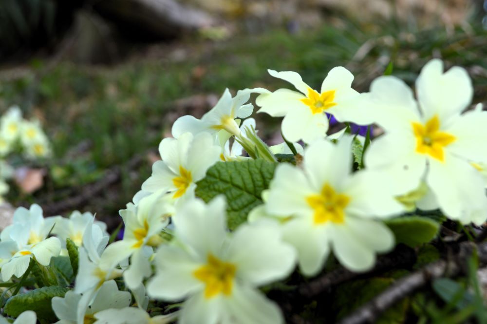 primevères en fleurs