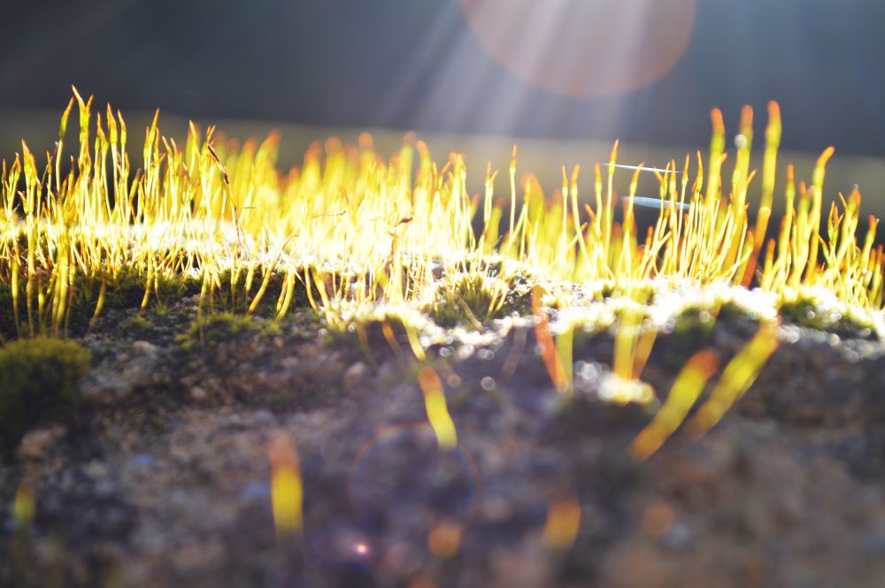 brins de mousse dans le soleil