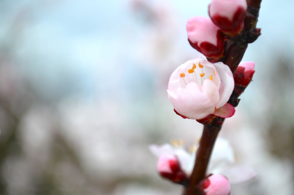 Fleurs d'abricotiers en boutons
