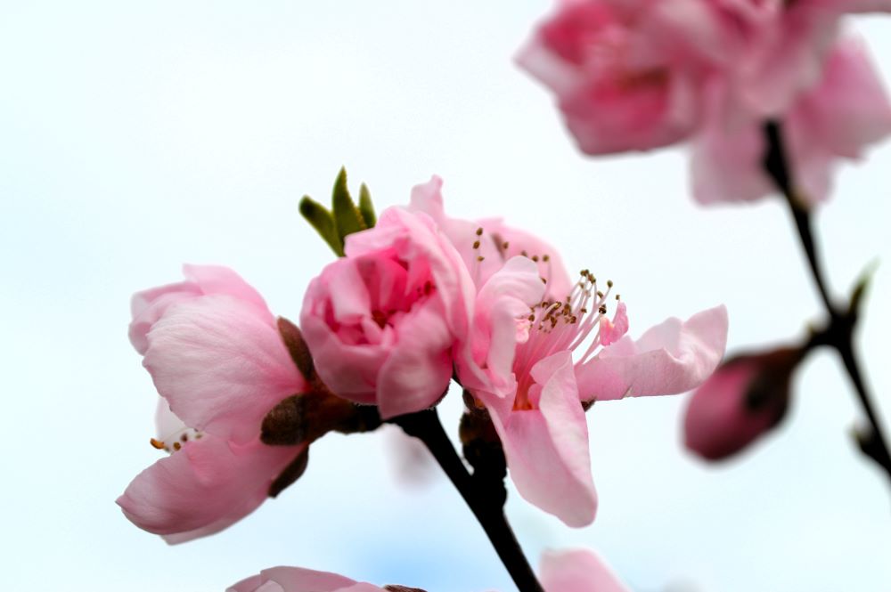 Fleurs de pêchers