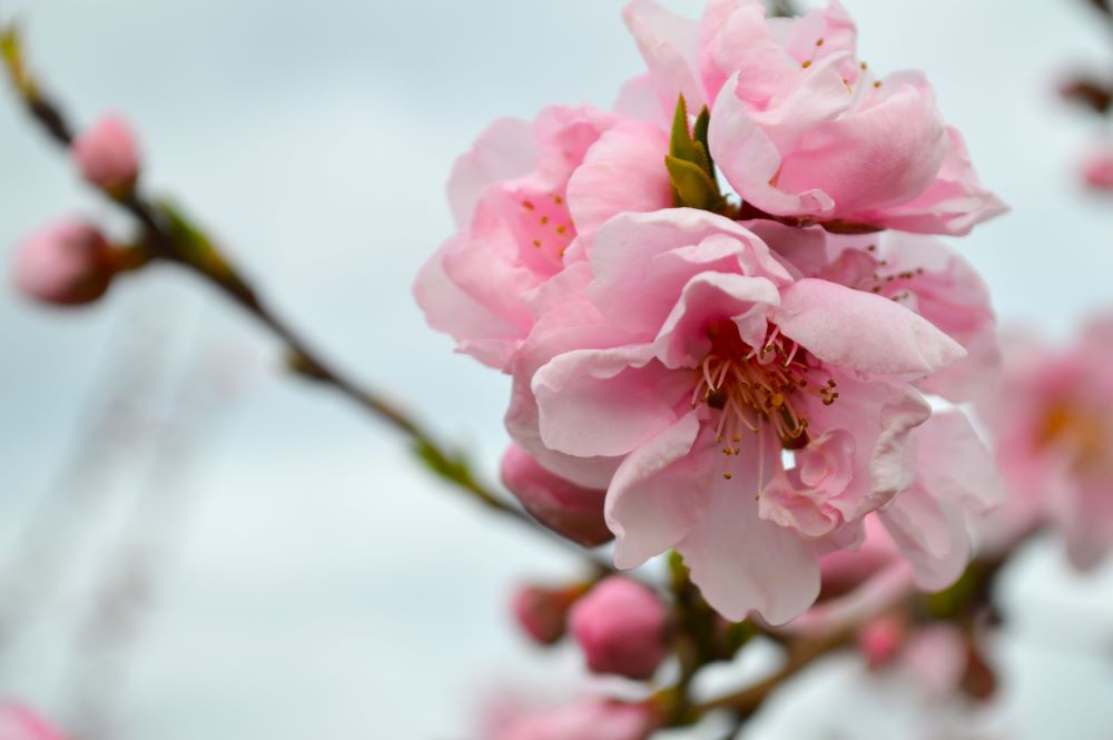 Fleurs de pêchers