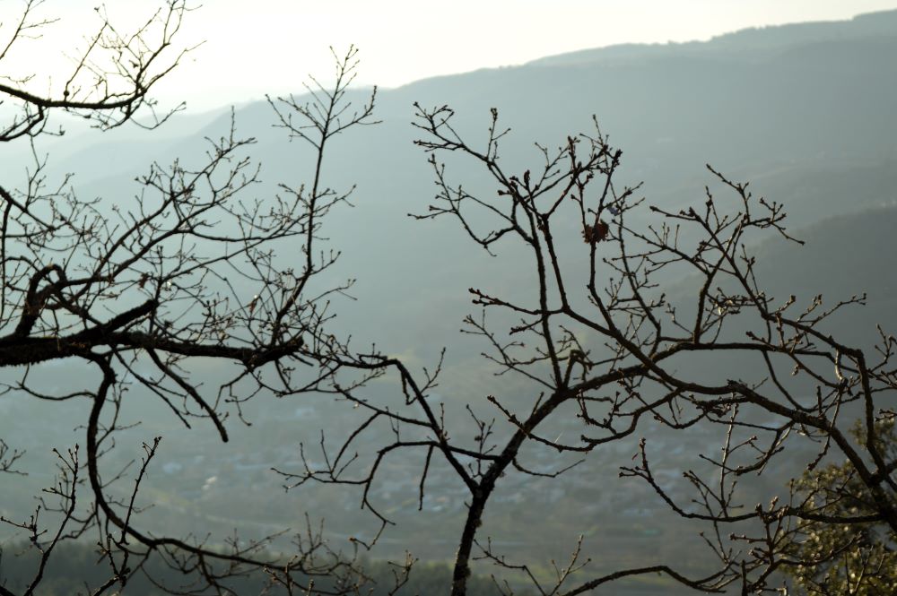 vue sur la vallée brumeuse à travers des branches sans feuilles
