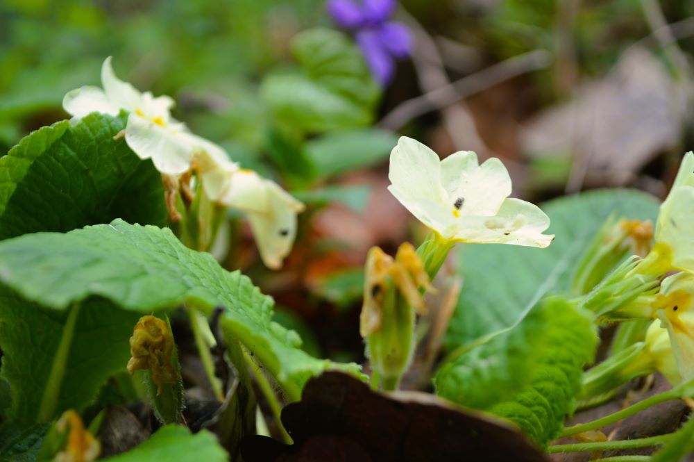 [projet 52-2024] semaine 18&nbsp;-printemps