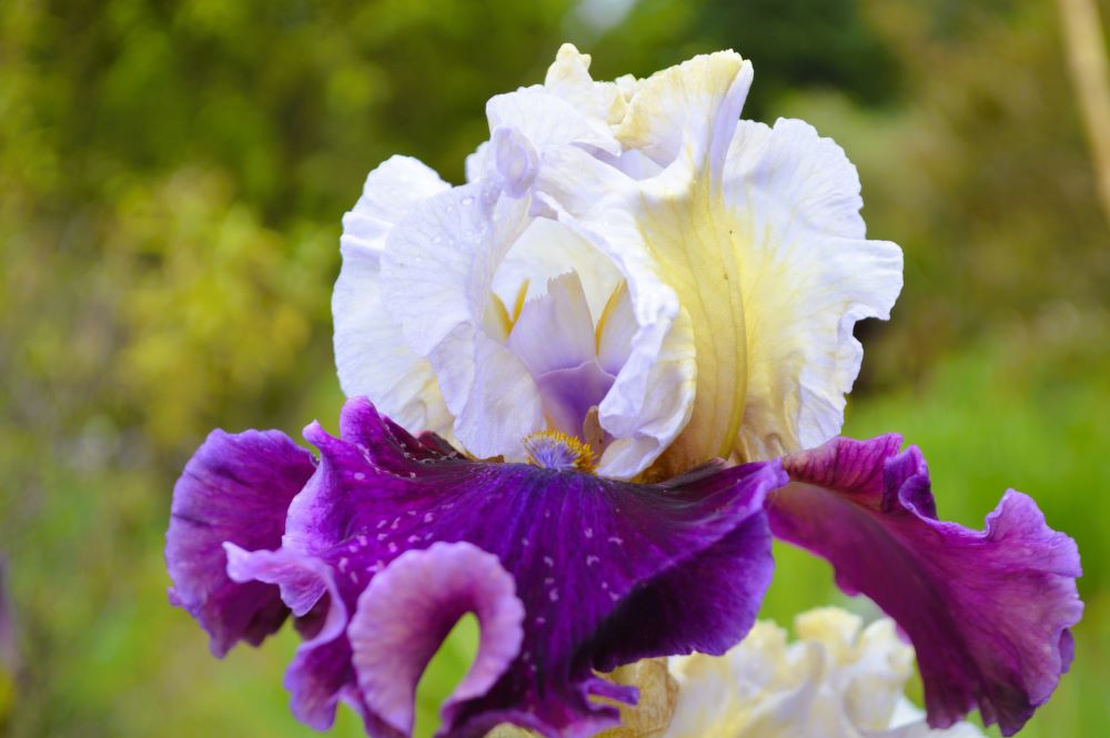 Iris en fleurs