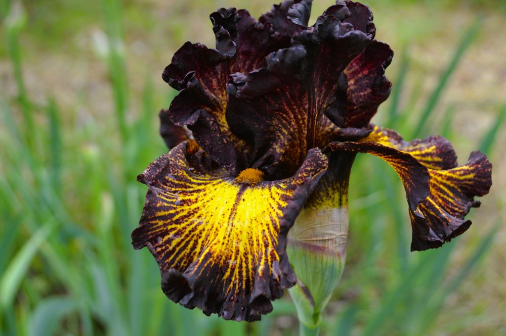Iris en fleurs
