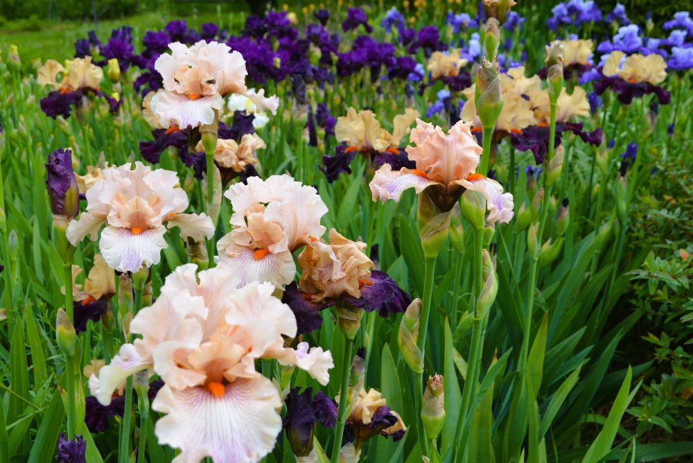 Iris en fleurs
