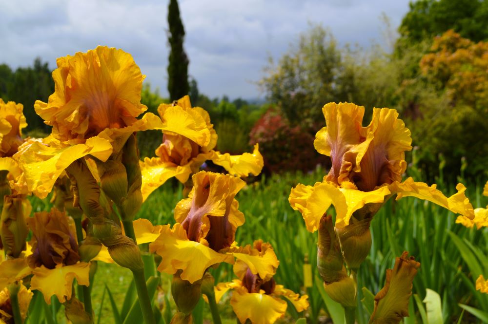 Iris en fleurs