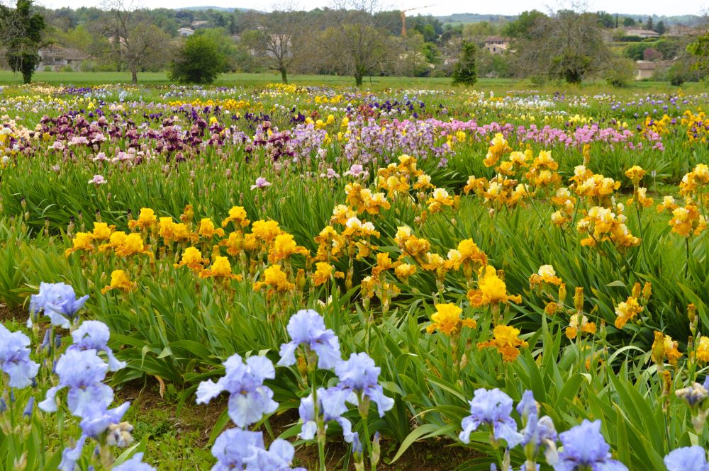 [Drôme] la floraison des iris – édition&nbsp;2024