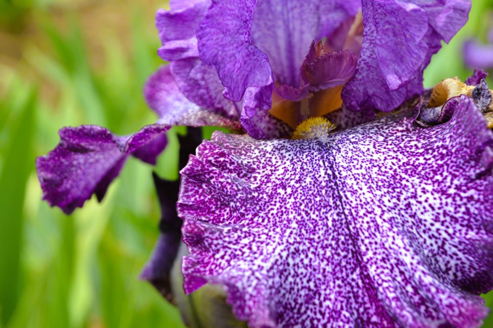 iris en fleurs
