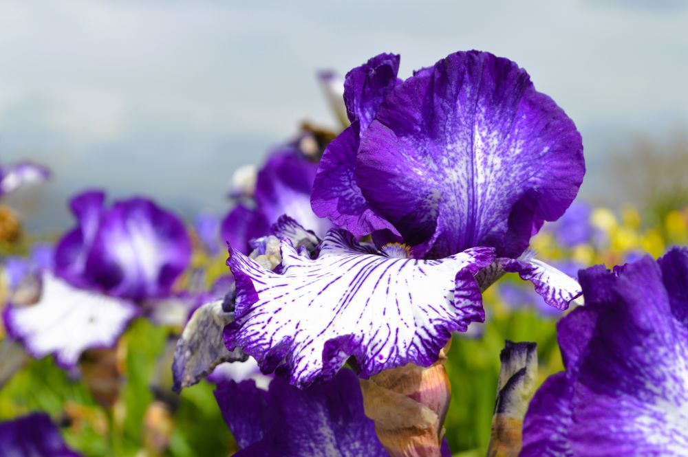 iris en fleurs